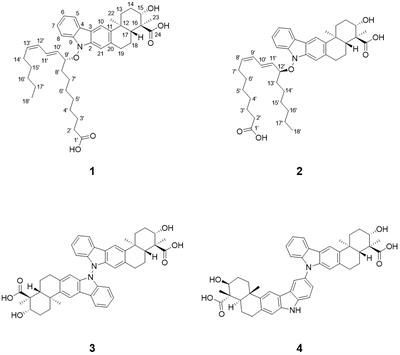 Discovery of new indolosesquiterpenoids bearing a N-O linkage by overexpression of LuxR regulator in a marine bacterium Streptomyces sp.